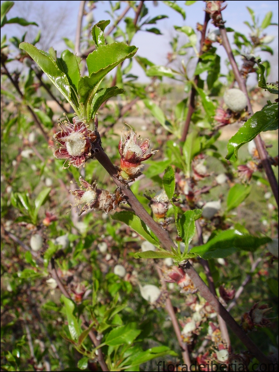 "Prunus Dulcis" (Almendro)